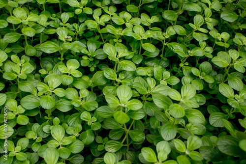 green basil plant texture background