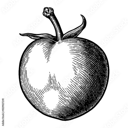 Plum Fruit Detailed Black and White Outline Line Art Drawing with Shaded Texture