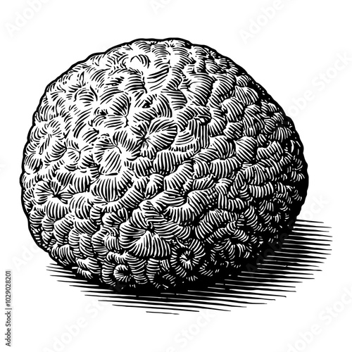 Realistic Truffle Detailed Black and White Outline Line Art Drawing with Textured Surface