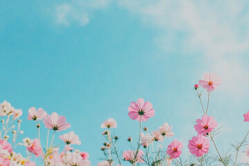 Cosmos flowers with blue sky background