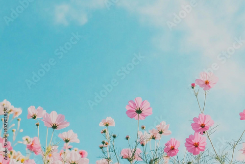 Cosmos flowers with blue sky background