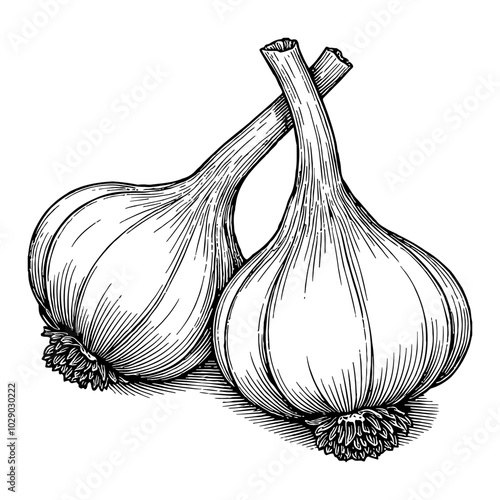 Garlic Bulbs Black and White Outline Line Art Drawing of Detailed Vegetable Illustration
