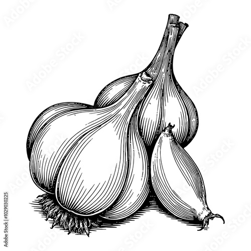 Garlic Bulbs in Vintage Detailed Black and White Outline Line Art Drawing with Engraved Style