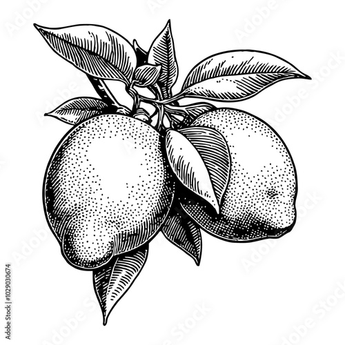 Lemon Branch with Leaves in Vintage Style Black and White Outline Line Art Drawing