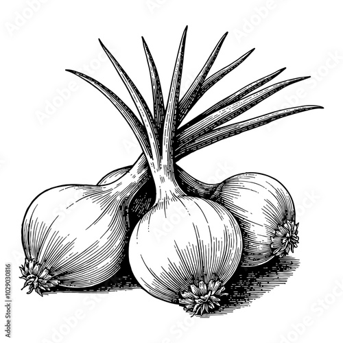 Onions Group in Detailed Black and White Outline Line Art Drawing with Roots and Stems Visible