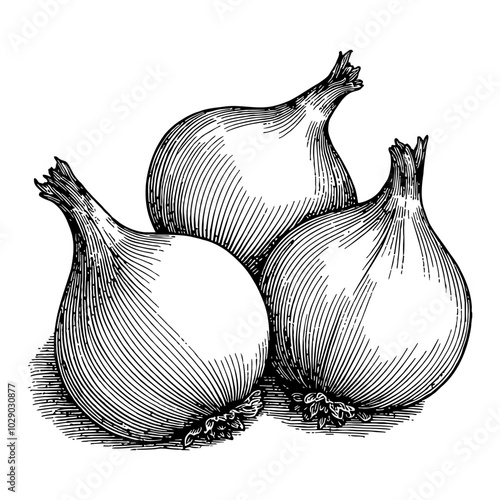 Three Onions in Detailed Black and White Outline Line Art Drawing with Vintage Style