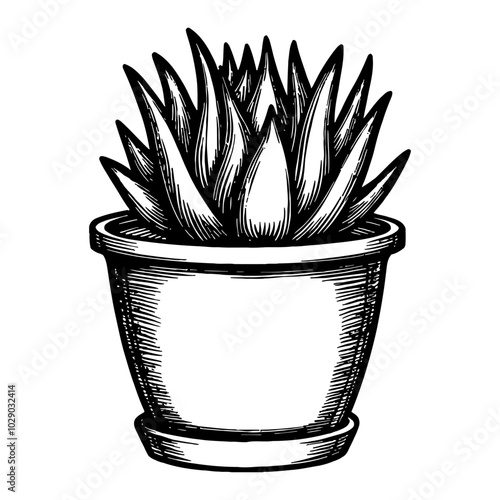 Succulent Plant in Pot in Detailed Black and White Outline Line Art Drawing with Vintage Style