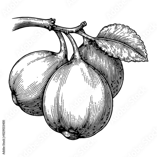 Fig Fruit with Leaves in Detailed Vintage Style Black and White Outline Line Art Drawing