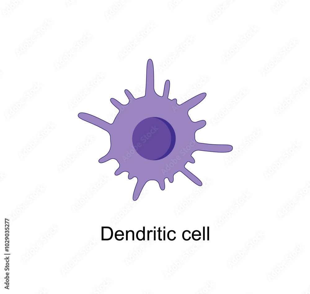 Fototapeta premium Dendritic cell of immune system, stained microscopic cell, vector illustration.,