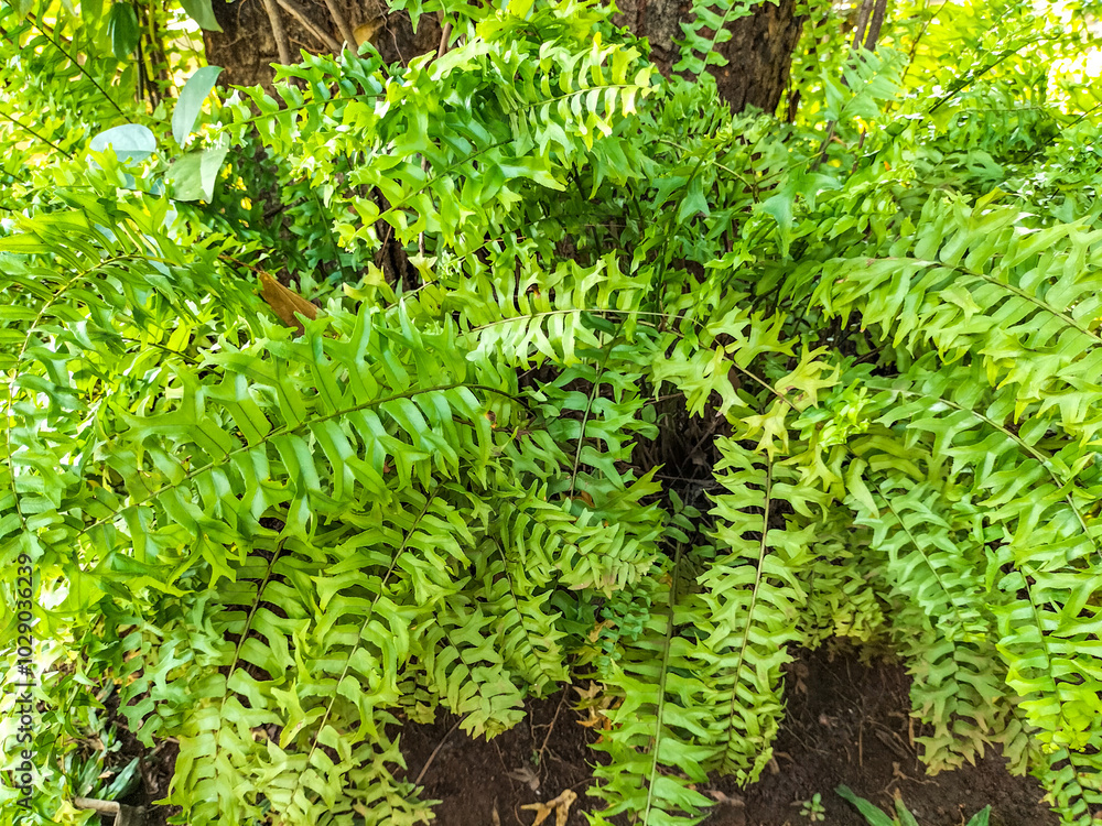 Selective focus. Ferns : Ancient, non-flowering plants with delicate fronds, thriving in diverse environments, unique life cycle, and valued for their beauty and ecological roles.
Selective focus. Ferns : Ancient, non-flowering plants with delicate fronds, thriving in diverse environments, unique life cycle, and valued for their beauty and ecological roles.