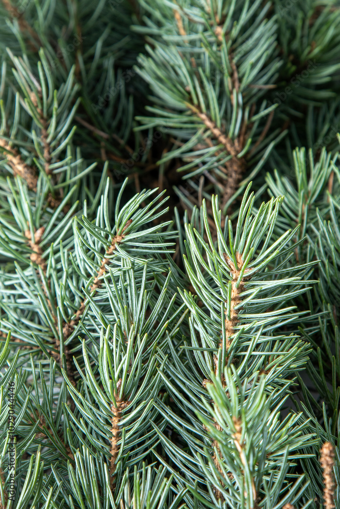 Green tree branches. Christmas natural background Green tree branches. Christmas natural background