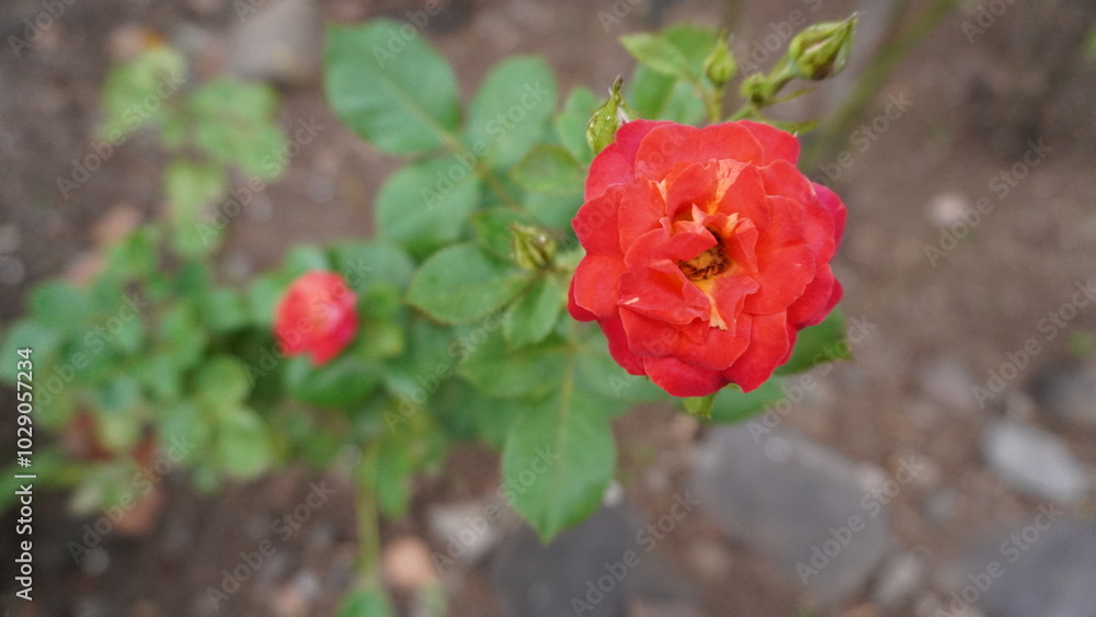 Red roses with a very beautiful blur effect

