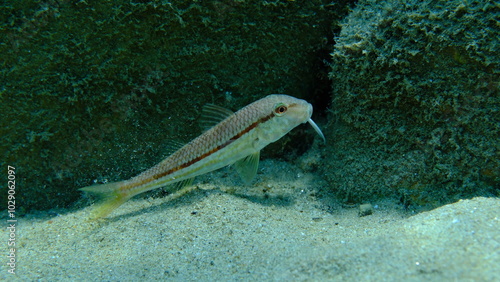 Striped red mullet or surmullet (Mullus surmuletus) undersea, Aegean Sea, Greece, Halkidiki, Pirgos beach photo