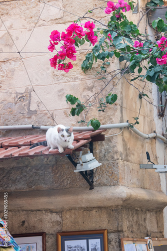 Chat sur un toit