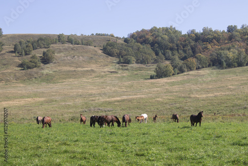 Wallpaper Mural herd of horses Torontodigital.ca