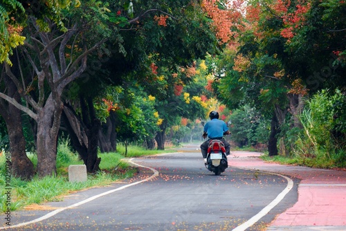 Diminishing perspective view of a moto thru winding country road flanked by colorful flame gold rain trees on the roadsides on a beautiful autumn day, in Puyan Township, Changhua County, Taiwan, Asia