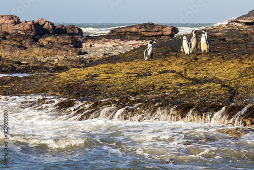 The shoreline of Halifax Island, a small rocky island of the southern Coast of Namibia, with a small group of African Penguins.