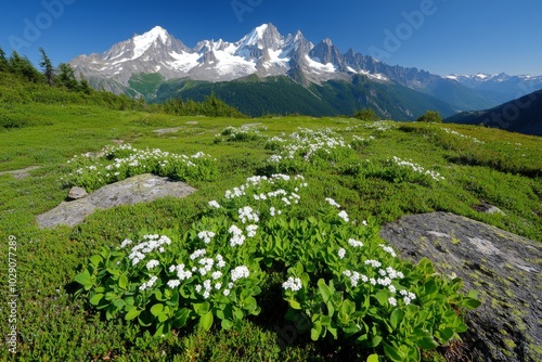 An alpine meadow dotted with Hutchinsia Alpina, with the tiny white flowers and green foliage covering the ground while snow-capped peaks loom in the background photo