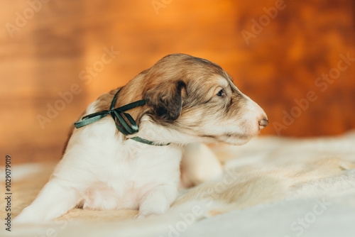 Portrait of lovely and cute russian borzoi dog puppy lying on the bed at sunset