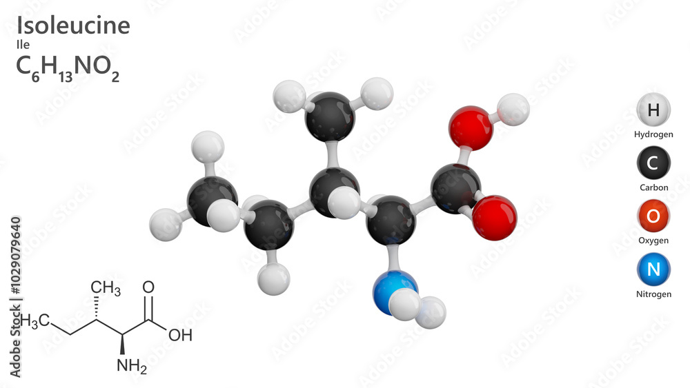 Isoleucine (C6H13NO2) is an amino acid crucial for protein synthesis and muscle metabolism. It aids in hemoglobin production and energy regulation during physical activity. White back. 3d illustration Isoleucine (C6H13NO2) is an amino acid crucial for protein synthesis and muscle metabolism. It aids in hemoglobin production and energy regulation during physical activity. White back. 3d illustration