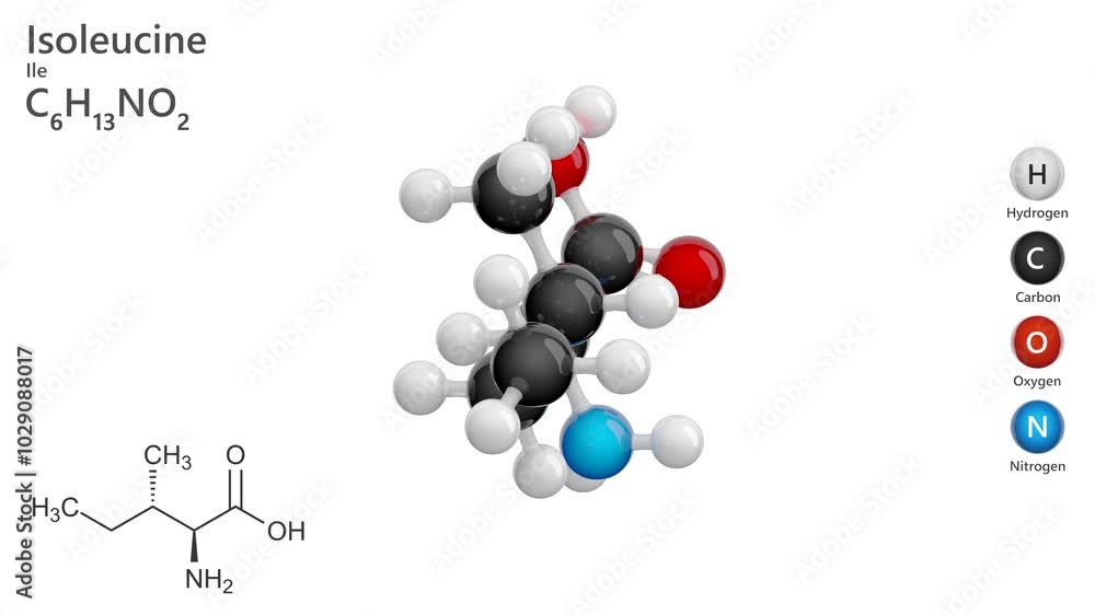 Isoleucine (C6H13NO2) is an amino acid crucial for protein synthesis and muscle metabolism. It aids in hemoglobin production and energy regulation during physical activity. White back. 3d render