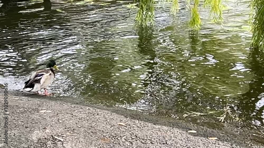 Wild ducks swim on the lake. Willow branches touch the water. Slow motion Wild ducks swim on the lake. Willow branches touch the water. Slow motion