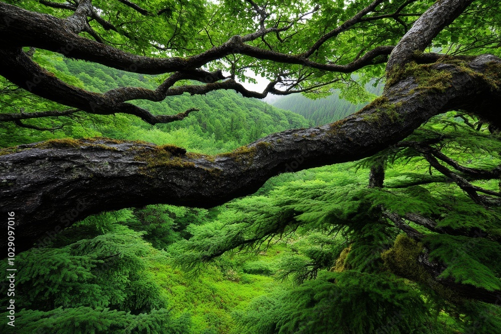 A centuries-old forest with towering trees, their thick branches interwoven above, creating a natural cathedral lit by soft, dappled sunlight A centuries-old forest with towering trees, their thick branches interwoven above, creating a natural cathedral lit by soft, dappled sunlight