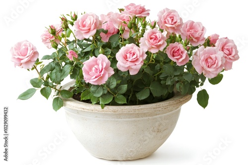 Wallpaper Mural Pink Rose Bush in White Pot  Blooming Flowers  White Background Torontodigital.ca
