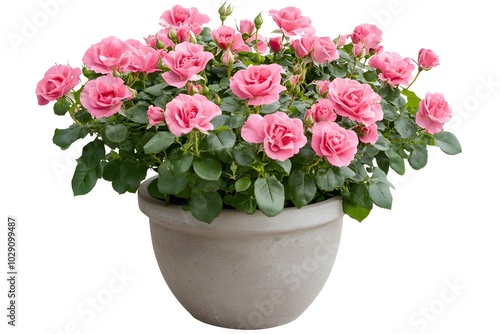 Pink Rose Bush in Potted Plant Isolated on White Background