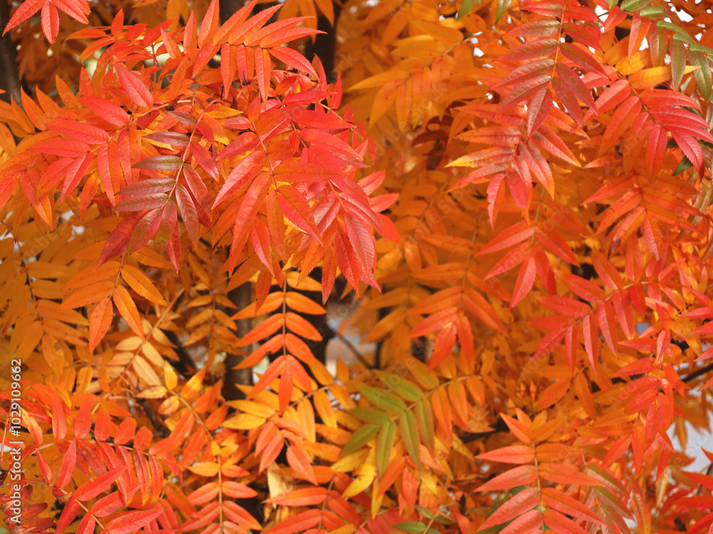 Bright orange leaves of Japanese Rowan (Sorbus commixta) in city park. Autumn nature background with copy space. Horizontal nature image. Fall concept. Bright orange leaves of Japanese Rowan (Sorbus commixta) in city park. Autumn nature background with copy space. Horizontal nature image. Fall concept.