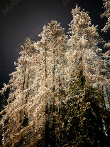 Illuminated fir trees covered with snow at night against dark sky