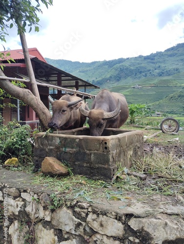 buffalo in the village