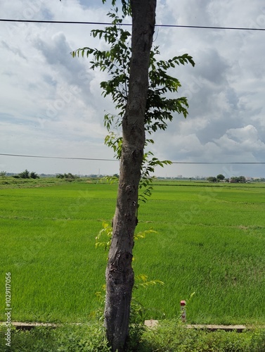 tree in the field