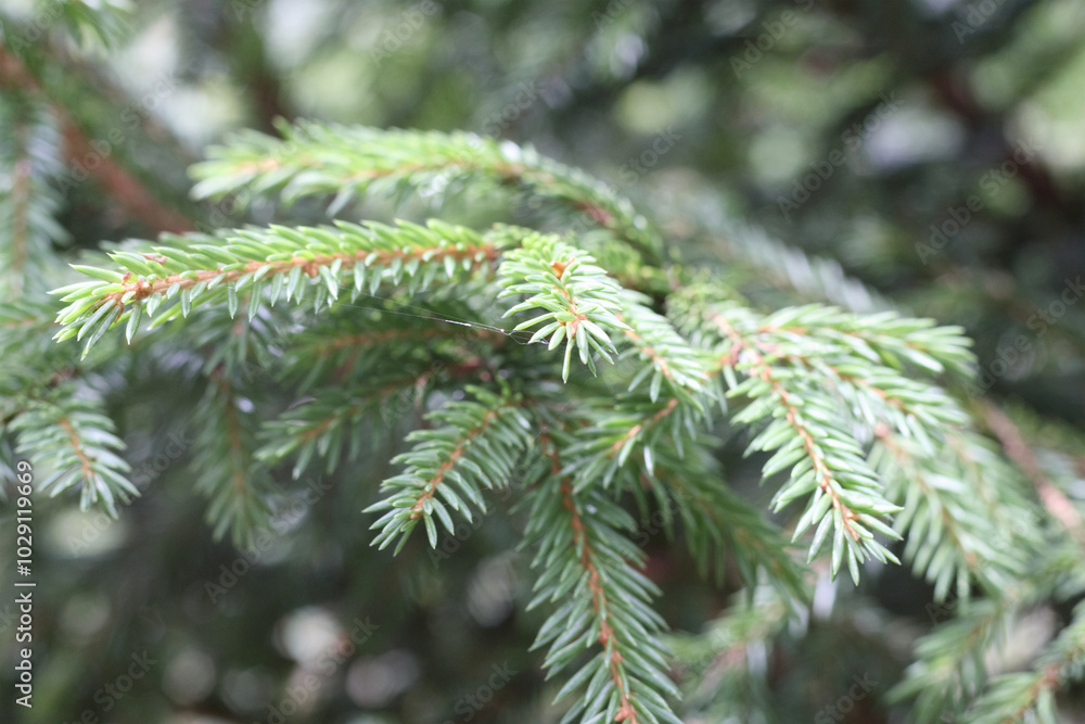 Green and young fir branches
Green and young fir branches