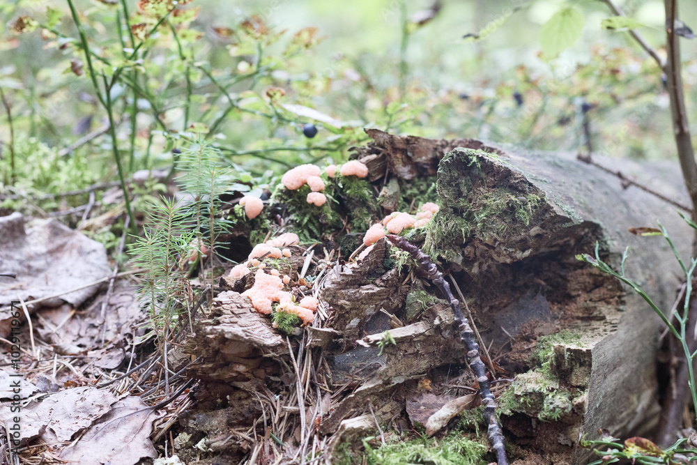 many small mushrooms on a dead tree stump with moss
many small mushrooms on a dead tree stump with moss