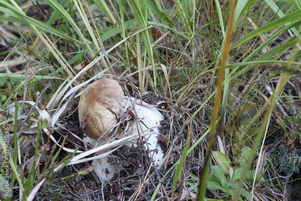 Obraz premium The mushroom grows in the forest between the blades of grass