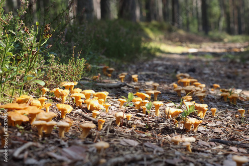 Yellow mushrooms in the autumn forest