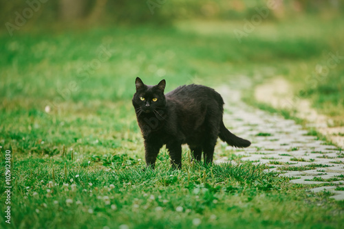 Fotografi Black cat moving across grassy backyard