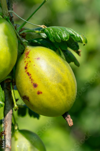 ripe gooseberries