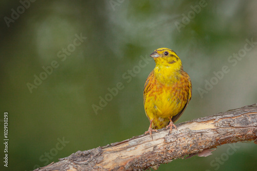 Yellowhammer, Emberiza citrinella. A bird sits on a branch photo