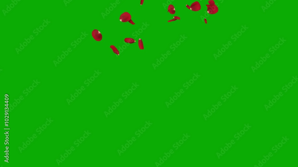 flying red rose flower petals isolated green screen background Stock ...