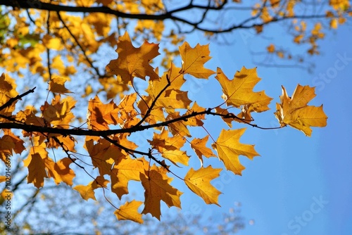 Golden autumn leaves dance against a clear blue sky in a tranquil setting