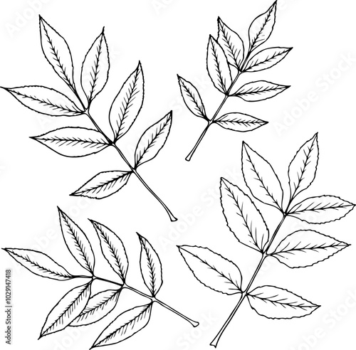 Hand drawn set of Ash leaves in line art style isolated on a white background.
