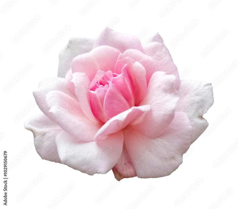 Isolated Pink Rose Flower Isolated Pink Rose Flower