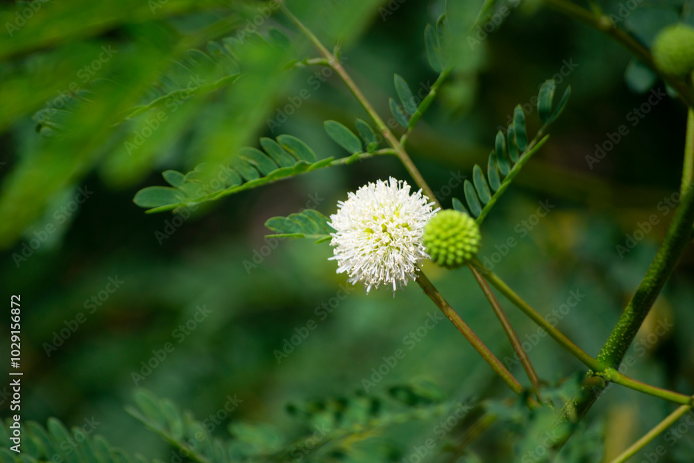 Leaves, fruits, flowers, seeds of Leucaena (Leucaena leucocephala) being pollinated by Trigona spinipes