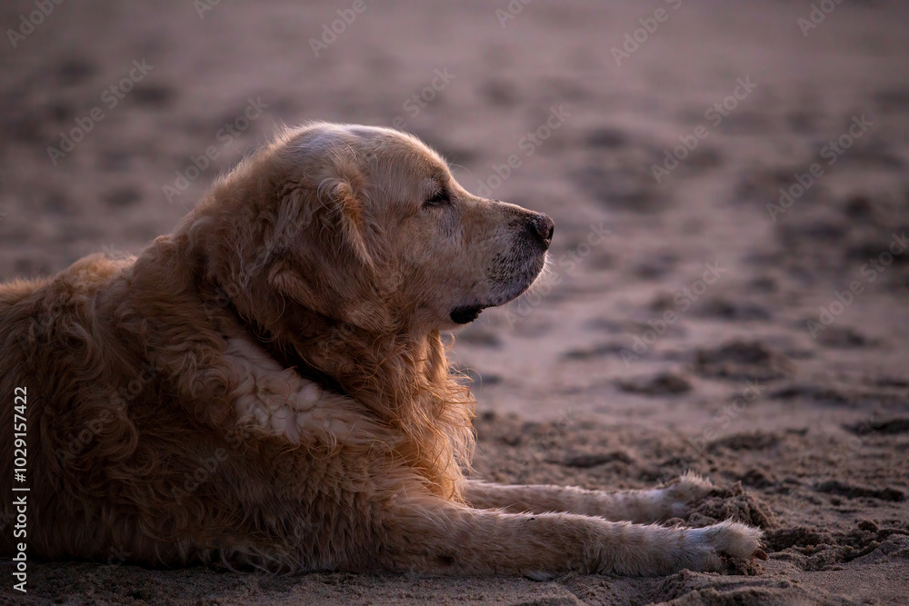 golden retriever lying on sand on the shore of the baltic sea at sunset golden retriever lying on sand on the shore of the baltic sea at sunset