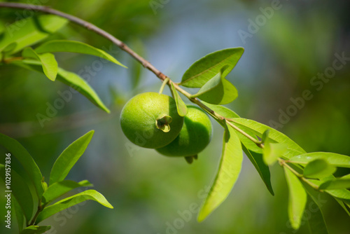 Leaves, fruits, flowers, seeds of the tree known as guavira (Campomanesia spp) photo