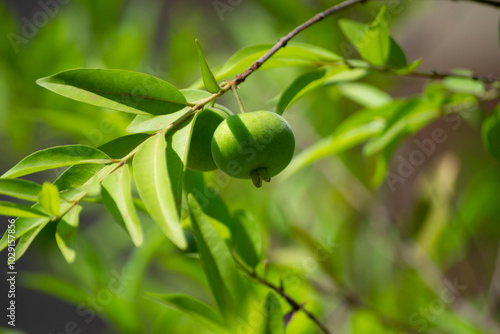 Leaves, fruits, flowers, seeds of the tree known as guavira (Campomanesia spp) photo