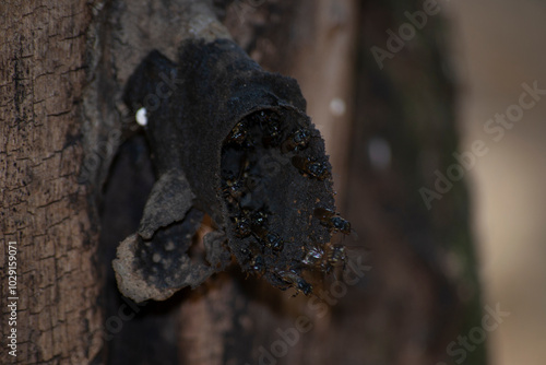 Hive or swarm with many stingless Jataí bees (Tetragonisca angustula) photo