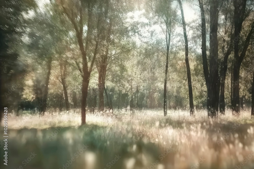 Sunlit Forest with Blurred Background and Bokeh Effects Sunlit Forest with Blurred Background and Bokeh Effects